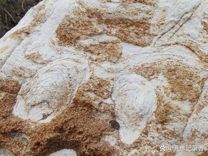 四川村民19年墊腳石竟是1.9億年前恐龍化石,413足跡藏秘